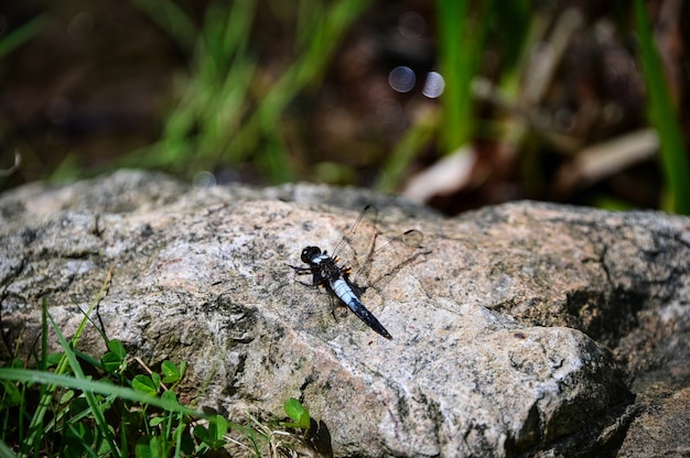 Colpo del primo piano di un Odonata su una grande roccia