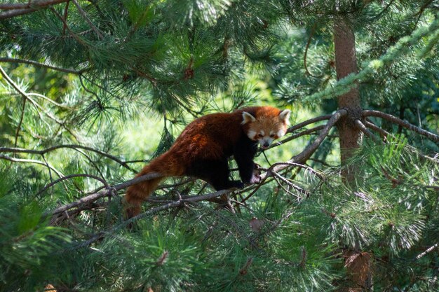 Colpo del primo piano di un panda rosso su un abete in natura