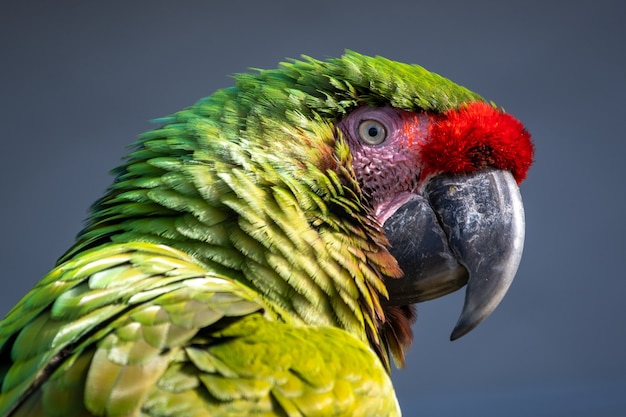 Colpo del primo piano di un pappagallo ara con piume colorate su uno sfondo grigio