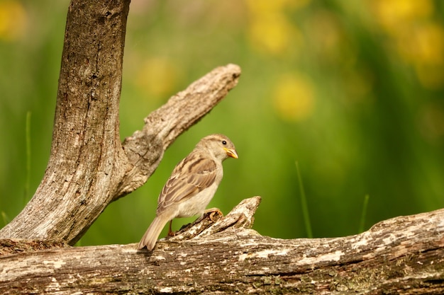 Colpo del primo piano di un passero domestico carino appollaiato su un ramo di un albero