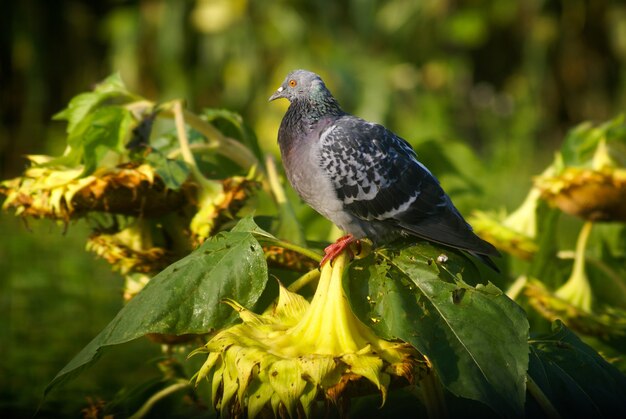 Colpo del primo piano di un piccione appollaiato su girasoli secchi