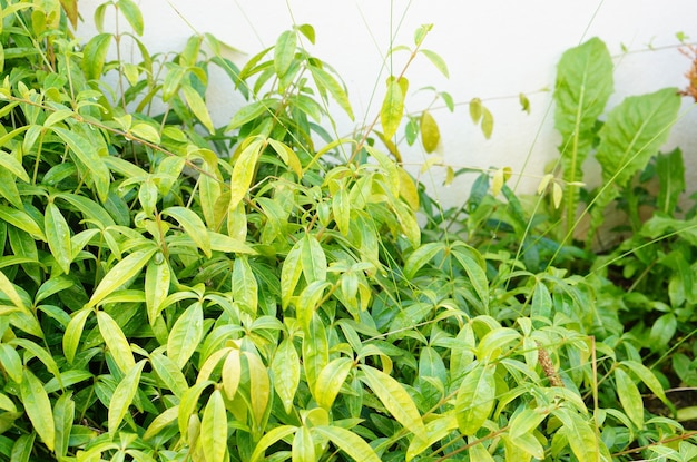 Colpo del primo piano di un piccolo arbusto con foglie verdi davanti a un muro bianco