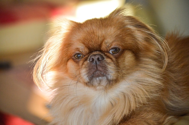 Colpo del primo piano di un piccolo cane leone marrone