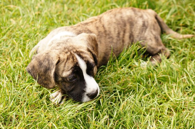 Colpo del primo piano di un piccolo cane marrone che pone sull'erba sotto la luce solare