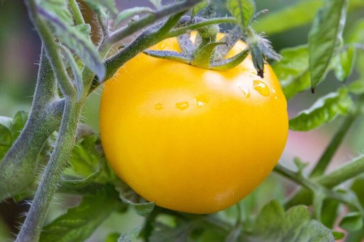 Foto gratuito colpo del primo piano di un pomodoro giallo brillante che cresce su una vite