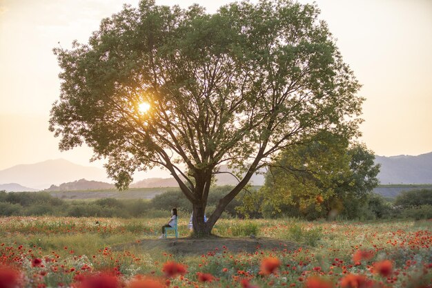 Colpo del primo piano di un punto di riferimento con campi verdi e un albero durante il tramonto in Corea del Sud