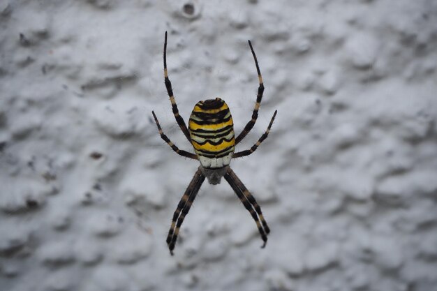 Colpo del primo piano di un ragno giallo del giardino che scende