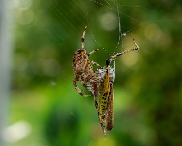 Colpo del primo piano di un ragno marrone e di un cricket verde su una ragnatela con un confuso