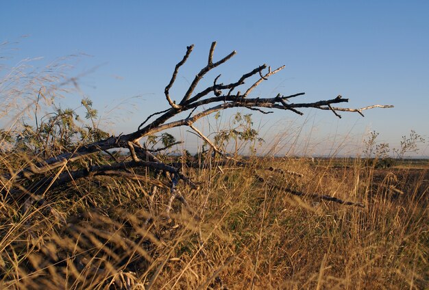 Colpo del primo piano di un ramo di albero secco in un campo erboso a Gibilterra