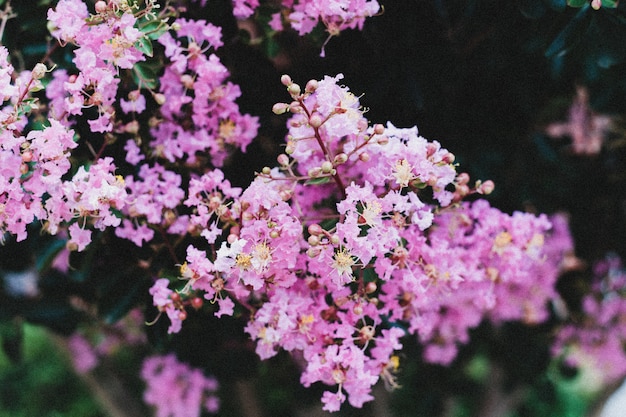 Colpo del primo piano di un ramo di piccoli fiori viola che crescono uno accanto all'altro