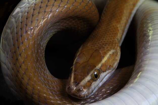 Colpo del primo piano di un serpente pericoloso e velenoso su uno sfondo scuro