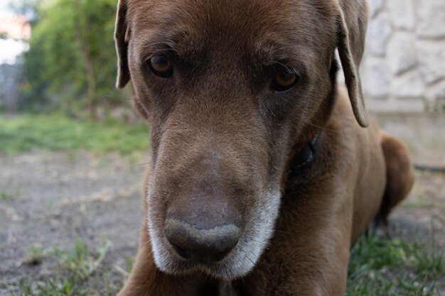 Colpo del primo piano di un simpatico cane marrone sdraiato sul terreno erboso