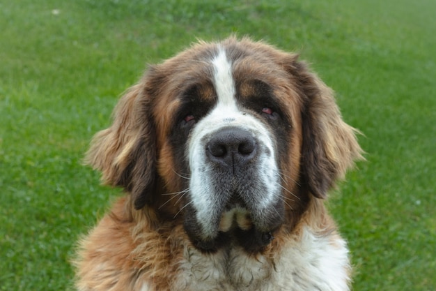 Colpo del primo piano di un simpatico cane San Bernardo in un campo verde durante il giorno