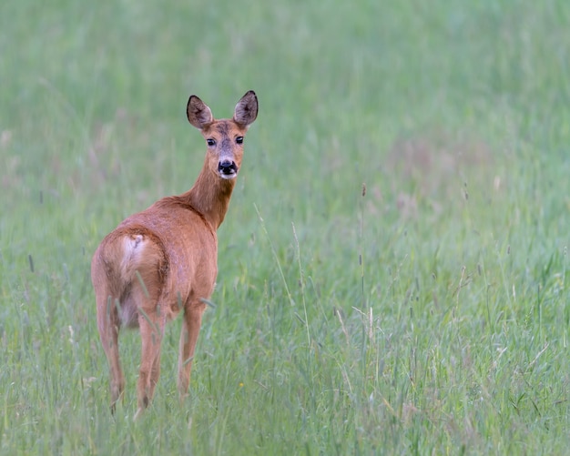 Colpo del primo piano di un simpatico capriolo sull'erba verde con sfondo sfocato