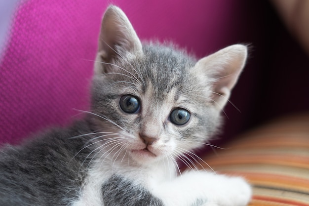 Colpo del primo piano di un simpatico gattino lanuginoso sorpreso