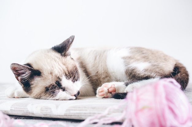 Colpo del primo piano di un simpatico gatto bianco e marrone che dorme vicino al gomitolo di lana rosa