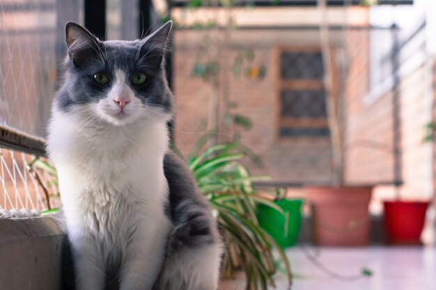 Colpo del primo piano di un simpatico gatto bianco e nero seduto vicino alla finestra con uno sfondo sfocato