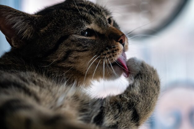Colpo del primo piano di un simpatico gatto domestico che si lecca la zampa e si pulisce