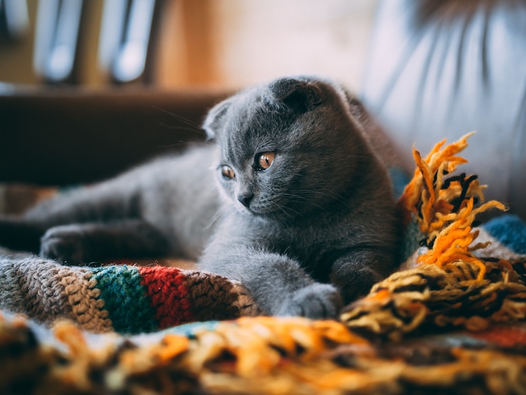 Foto gratuito colpo del primo piano di un simpatico gatto grigio seduto su una coperta colorata in camera durante il giorno