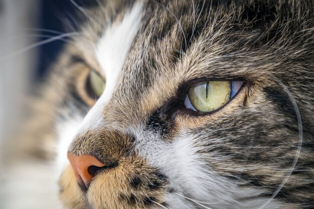 Colpo del primo piano di un simpatico gatto Maine Coon soffice con bellissimi occhi verdi