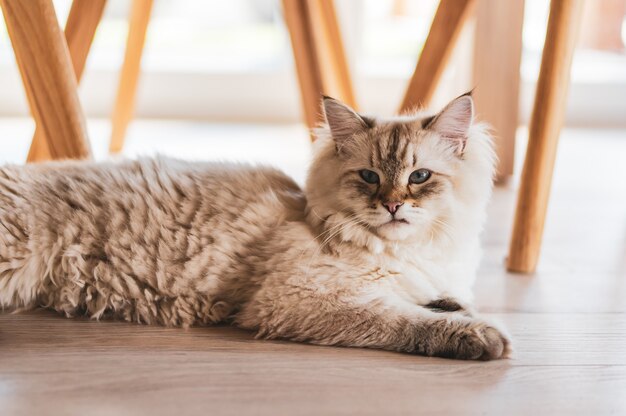 Colpo del primo piano di un simpatico gatto sdraiato sotto le sedie sul pavimento di legno