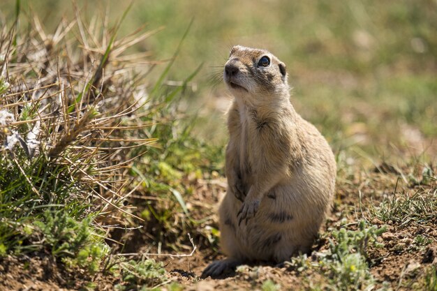 Colpo del primo piano di un simpatico gopher seduto sul terreno