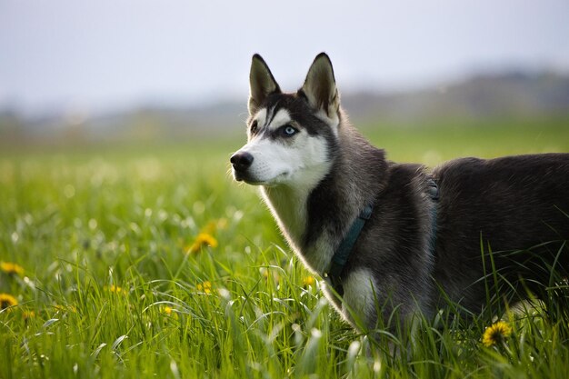 Colpo del primo piano di un simpatico husky in un campo verde