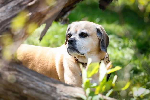 Colpo del primo piano di un simpatico Labrador Retriever nel parco