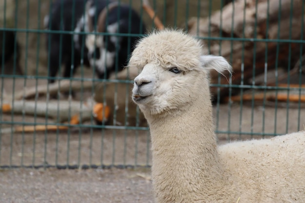 Colpo del primo piano di un simpatico lama bianco allo zoo