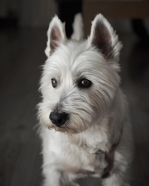 Colpo del primo piano di un simpatico terrier bianco delle Highlands occidentali