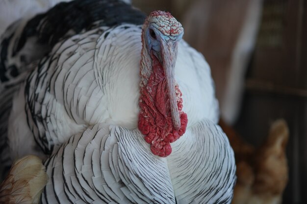 Colpo del primo piano di un tacchino addomesticato bianco nella fattoria