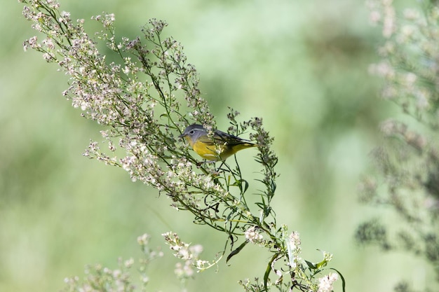 Colpo del primo piano di un uccellino carino seduto su un ramo di fiori