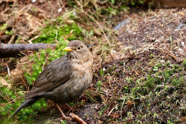 Colpo del primo piano di un uccello carino passero domestico in una foresta