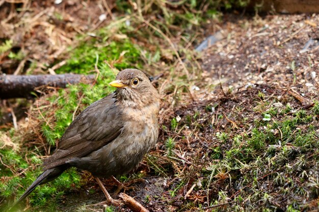 Colpo del primo piano di un uccello carino passero domestico in una foresta