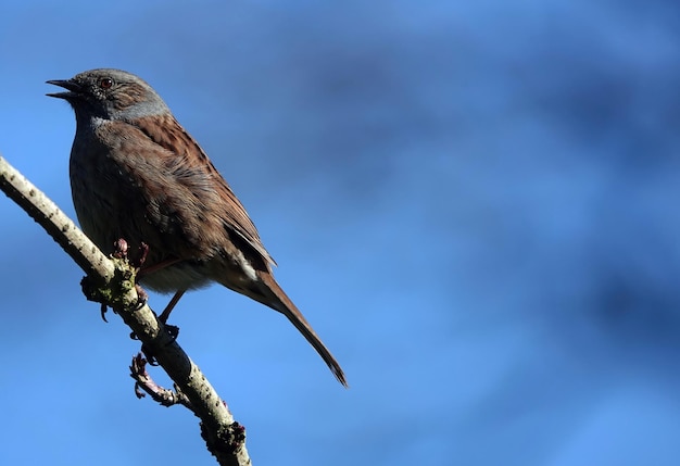 Colpo del primo piano di un uccello di Dunnock appollaiato su un ramo