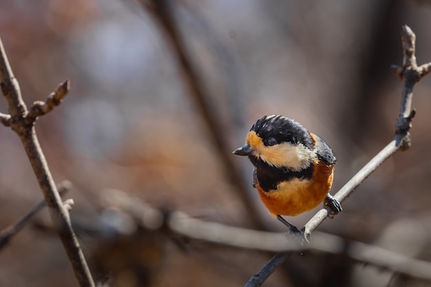 Colpo del primo piano di un uccello multicolore che si appollaia sulla cima di un ramo di albero