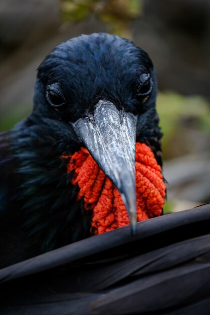 Colpo del primo piano di un uccello nero e rosso con un becco lungo in natura selvaggia