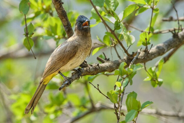 Colpo del primo piano di un uccello seduto su un ramo di un albero - perfetto per lo sfondo