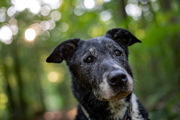 Colpo del primo piano di un vecchio cane con uno sfondo sfocato