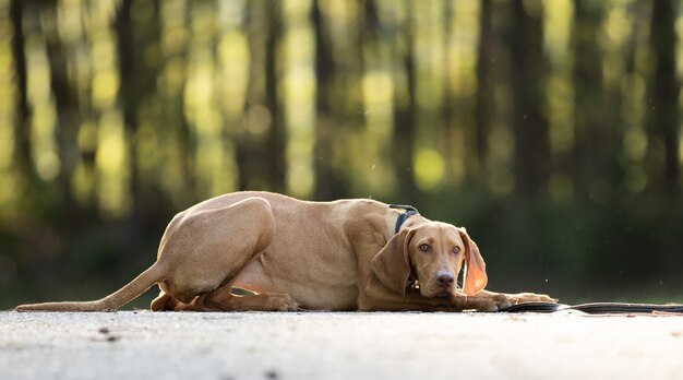 Colpo del primo piano di un vizsla ungherese marrone adorabile