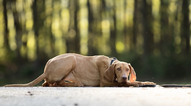 Colpo del primo piano di un vizsla ungherese marrone adorabile