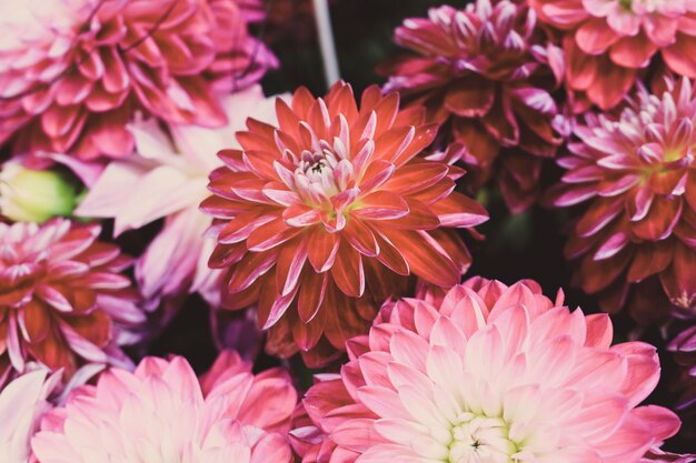 Colpo del primo piano di una bella composizione floreale con fiori colorati di dalia