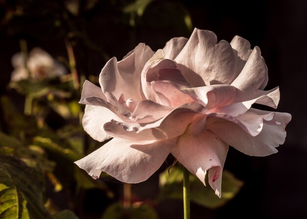 Colpo del primo piano di una bella rosa bianca sotto la luce del sole