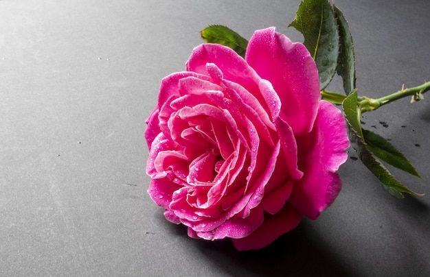 Colpo del primo piano di una bella rosa rosa con gocce d'acqua isolate su grigio