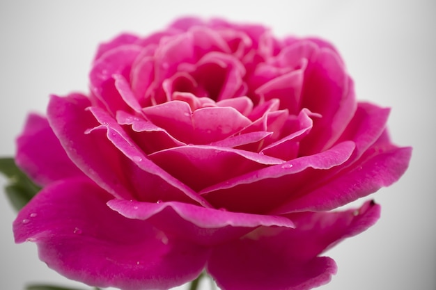 Colpo del primo piano di una bella rosa rosa con gocce d'acqua isolati su sfondo bianco