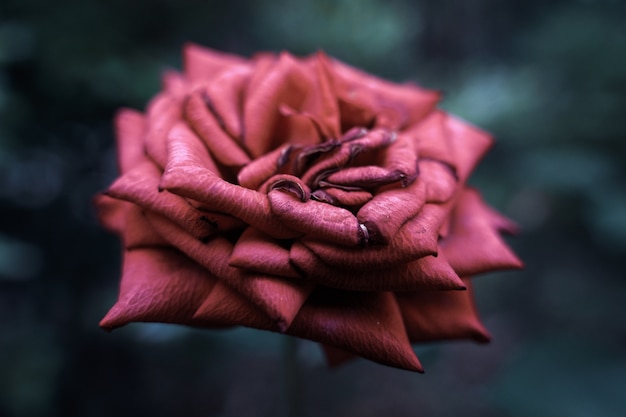 Colpo del primo piano di una bella rosa rosa fiorita con uno sfondo sfocato