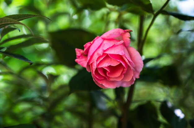 Colpo del primo piano di una bella rosa rosa in un giardino su uno sfondo sfocato