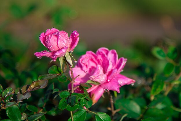 Colpo del primo piano di una bella rosa rosa