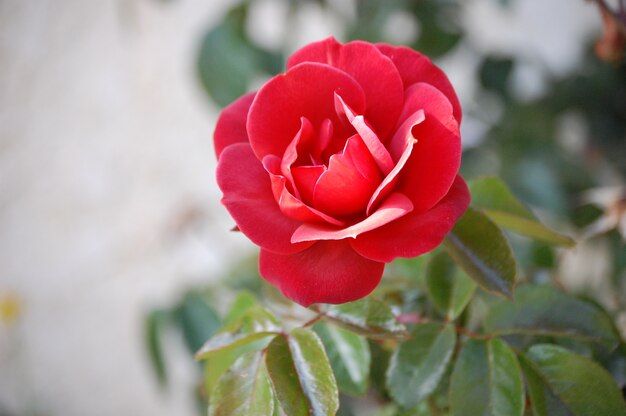 Colpo del primo piano di una bella rosa rossa fiorita del giardino