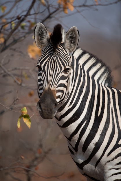 Colpo del primo piano di una bella zebra